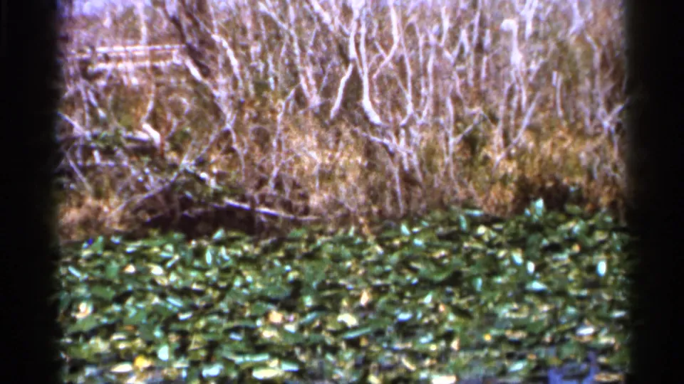 A 1966 Florida wetland frame shows tangled shrubs and reeds rising above lily pads in soft, grainy 8mm color.