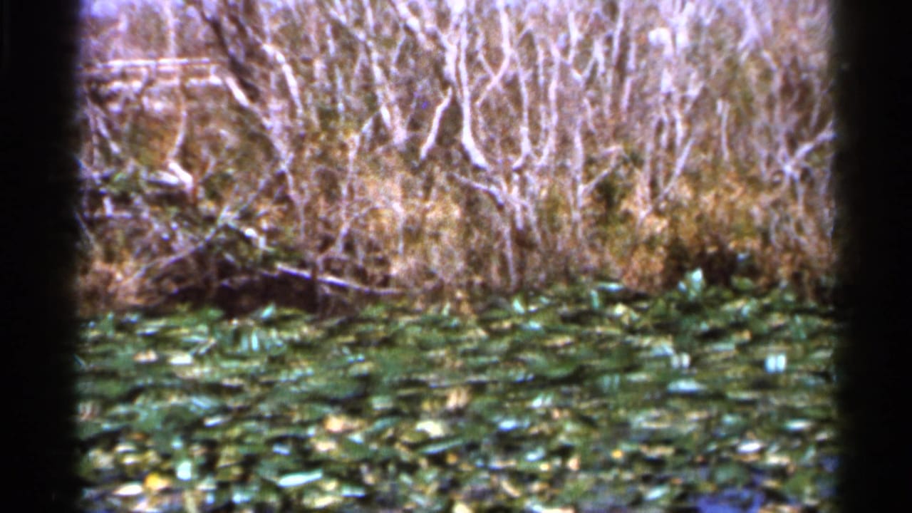 Lily pad-covered water bordered by dense brush and pale branches.