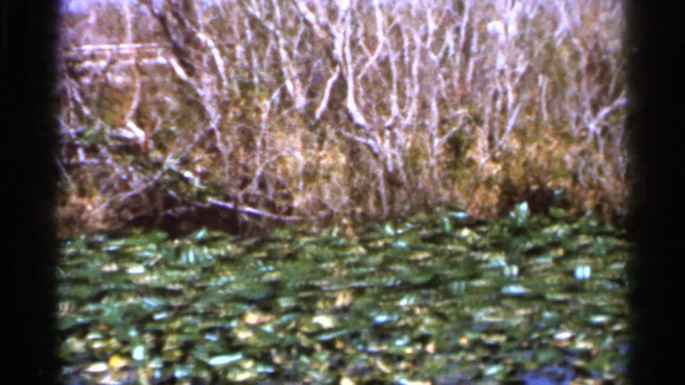 1966 Florida 8mm frame of lily pads spread across still swamp water with dense brush and pale branches beyond.