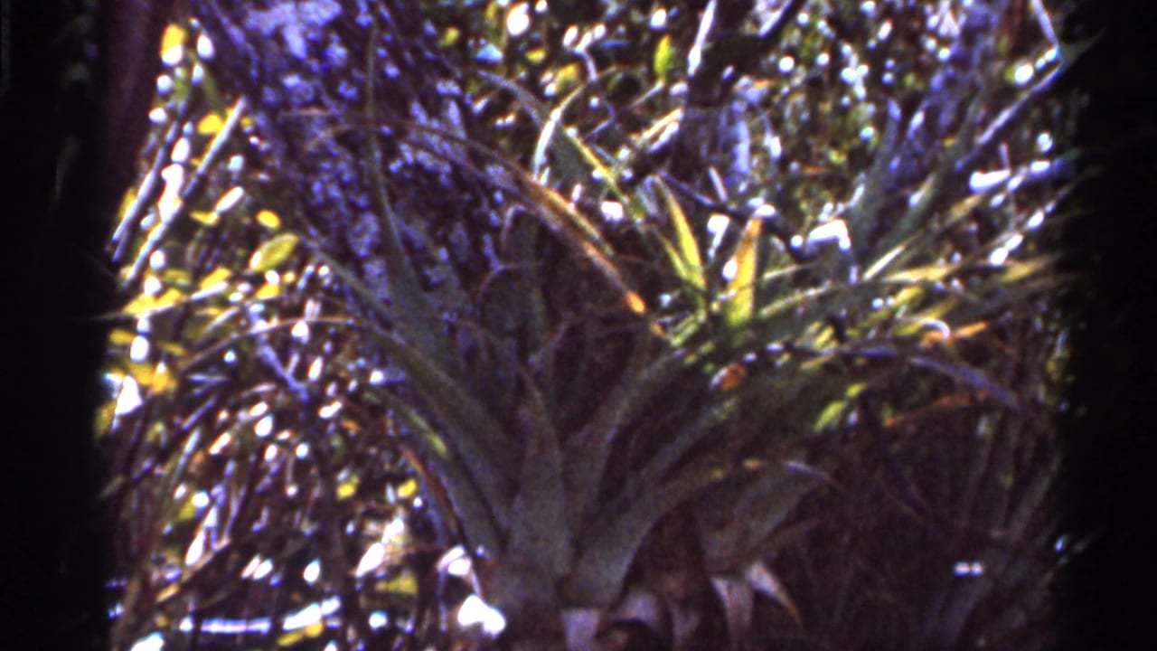 Spiky bromeliad-like plant in dense sunlit swamp vegetation.