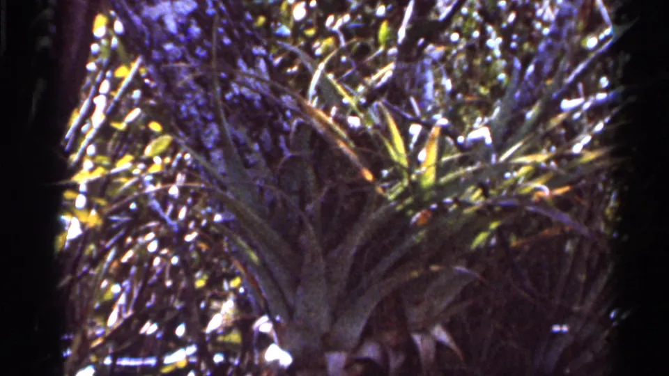 1966 Florida 8mm frame showing a spiky bromeliad-like plant surrounded by brush and dappled wetland light.