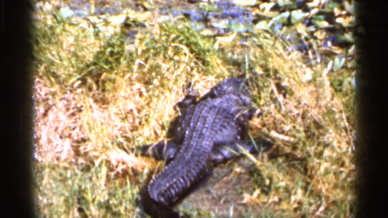 1966 Florida 8mm frame of a small alligator lying on a grassy bank beside swamp vegetation and lily pads.