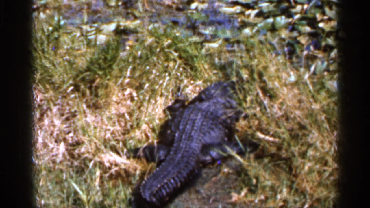 1966 Florida 8mm frame showing an alligator on a grassy wetland bank with lily pads and brush in the background.