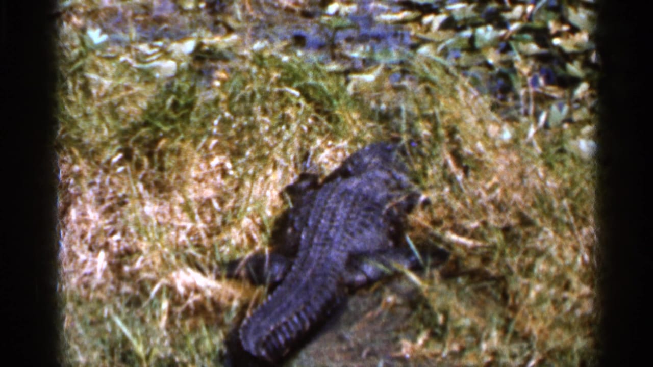 Large crocodilian lying in grass with its tail visible near the frame edge.
