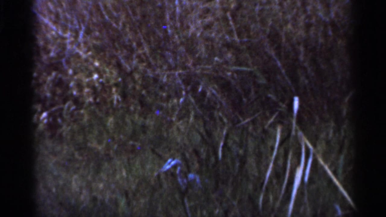 1966 Florida 8mm frame of shadowed riverbed grass and scrub, with the animal largely obscured or outside view.