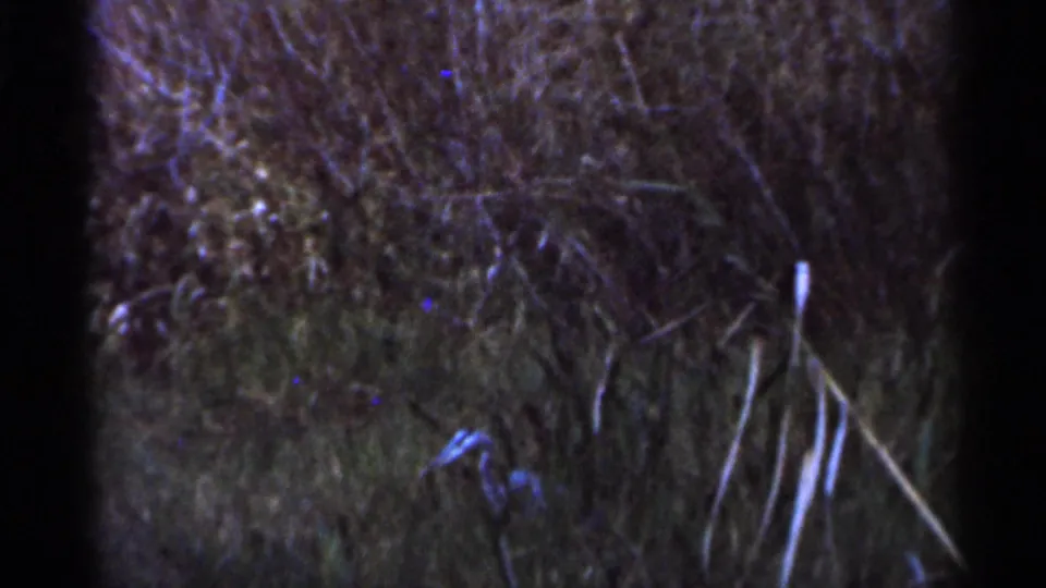 1966 Florida 8mm frame of shadowed riverbed grass and scrub, with the animal largely obscured or outside view.