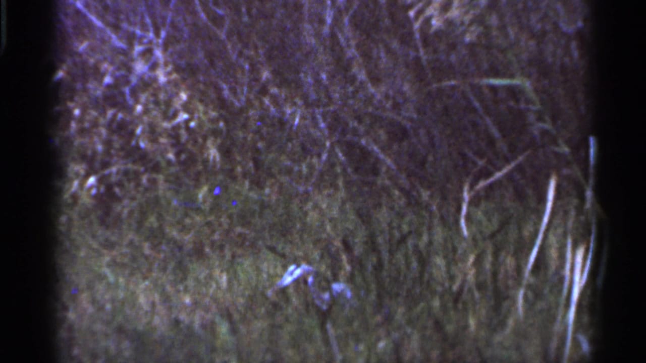 1966 Florida 8mm frame showing dim wetland vegetation, reeds, and color-shifted film texture with no clear person or structure.