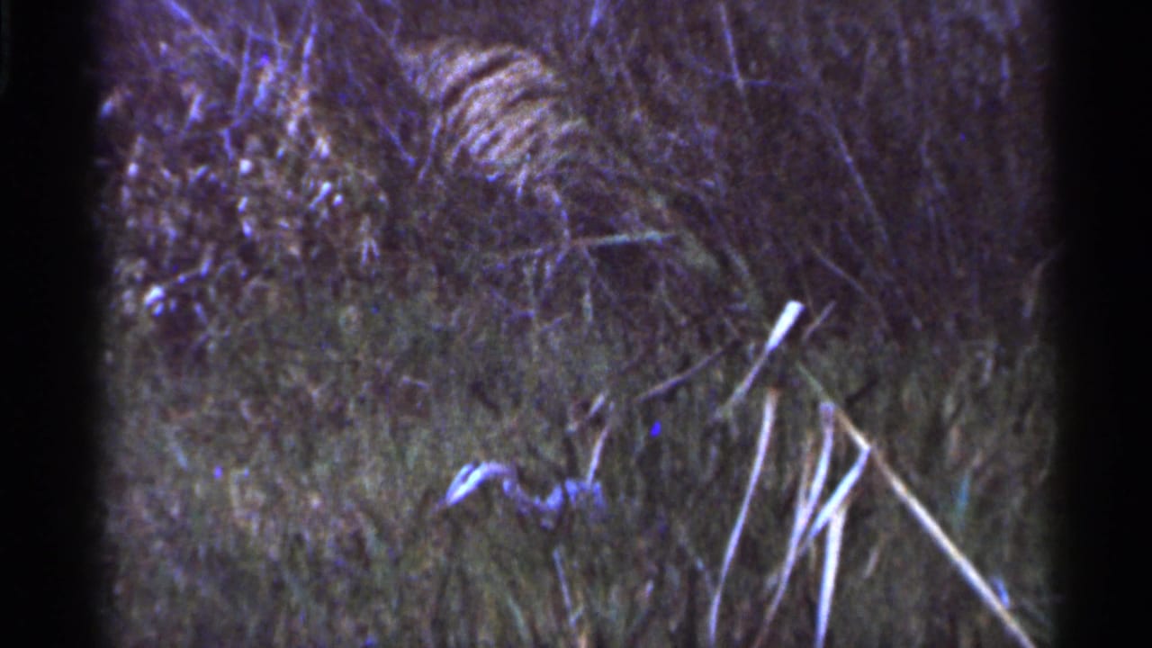 1966 Florida 8mm frame with part of a crocodilian visible through tall grass, surrounded by scrub and pale reeds.