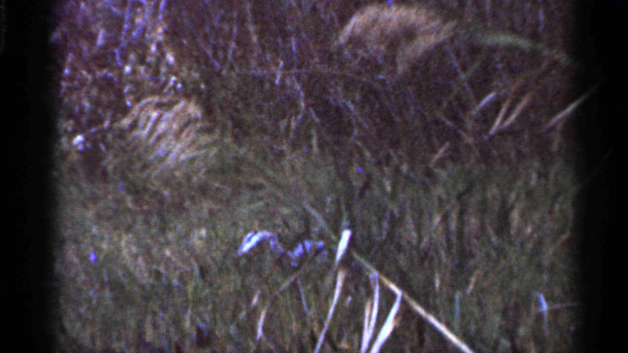 Tall grass and reeds with a small turtle partly visible near the lower frame edge.