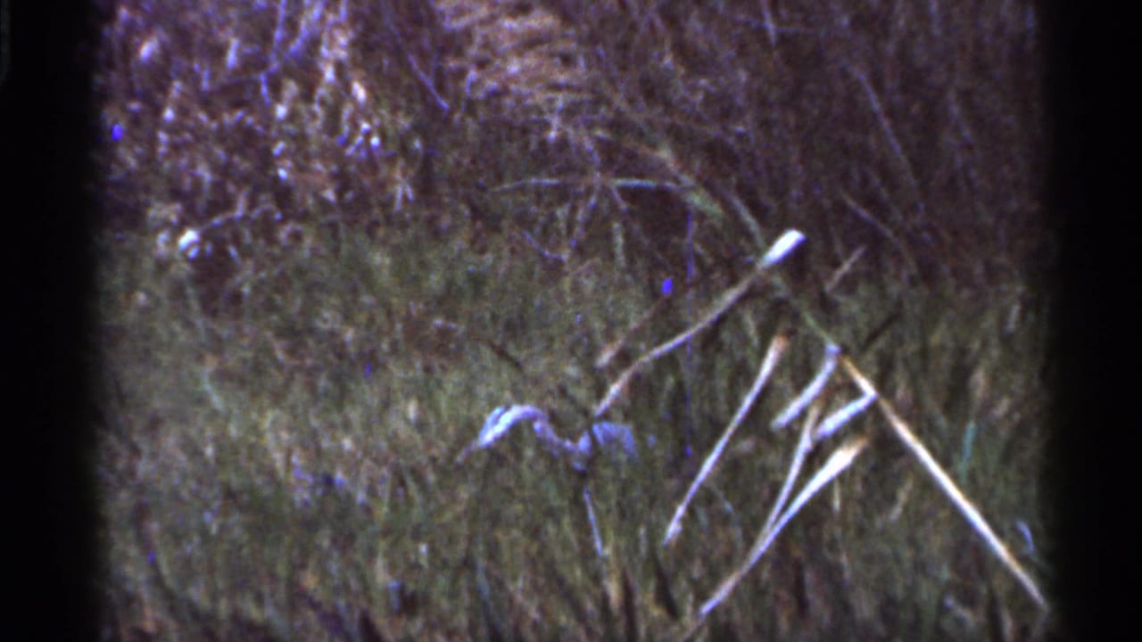 1966 Florida home-movie frame with a small turtle low among tall grass, reeds, and natural vegetation.