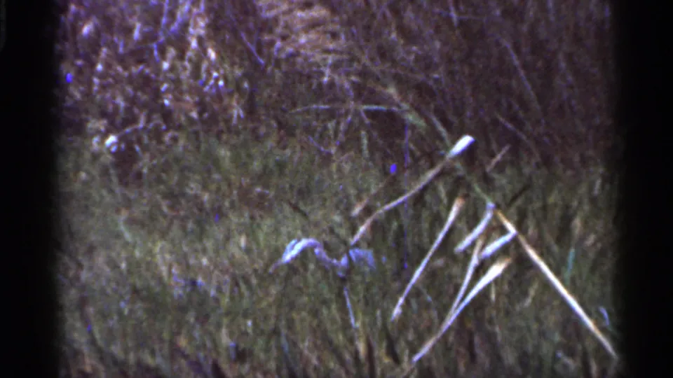 1966 Florida home-movie frame with a small turtle low among tall grass, reeds, and natural vegetation.