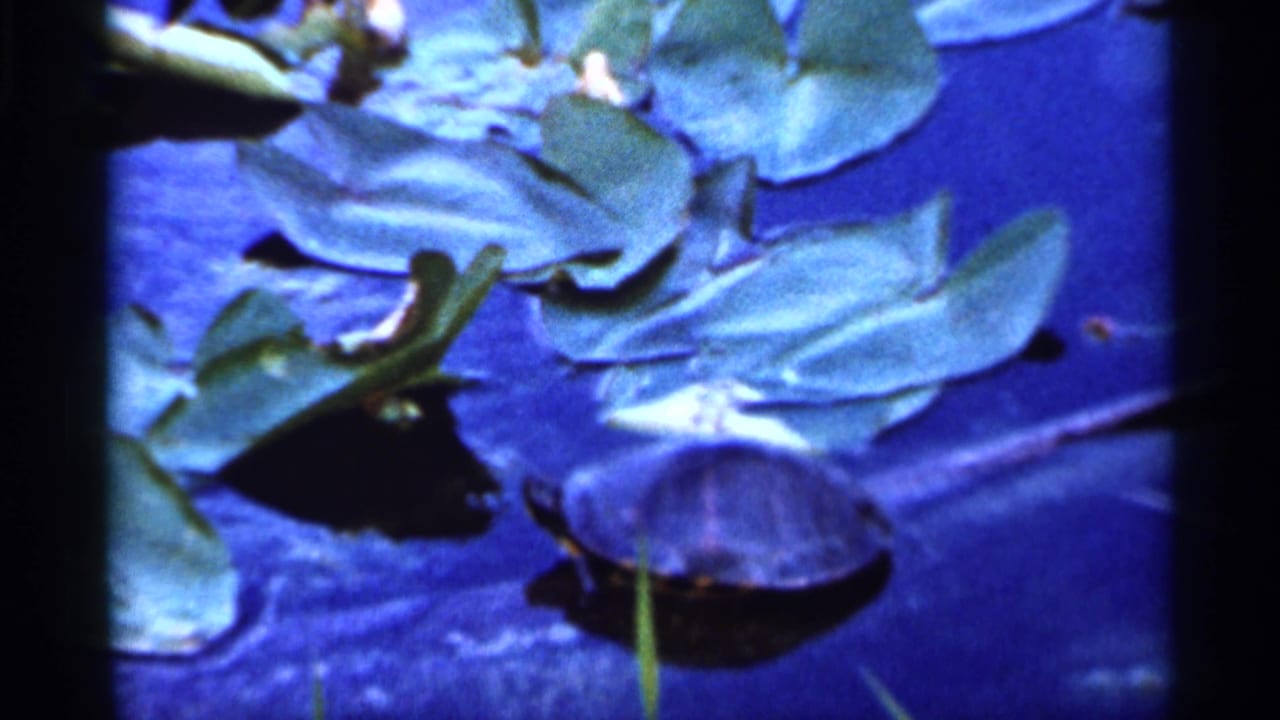 1966 Florida 8mm frame showing a turtle in blue-tinted pond water beside lily pads and floating stems.
