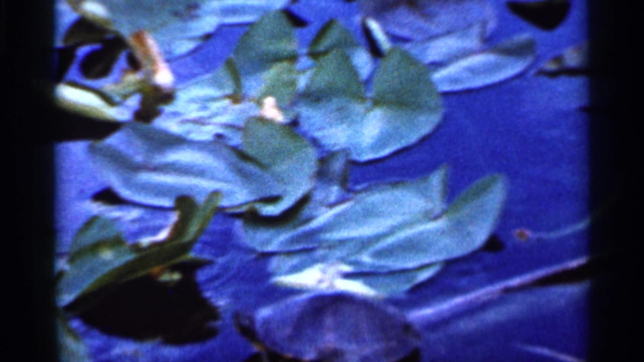 1966 Florida home-movie frame of a turtle near lily pads in blue-tinted pond water, with visible 8mm grain.