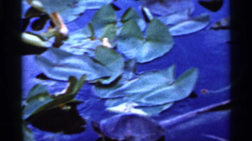 1966 Florida home-movie frame of a turtle near lily pads in blue-tinted pond water, with visible 8mm grain.