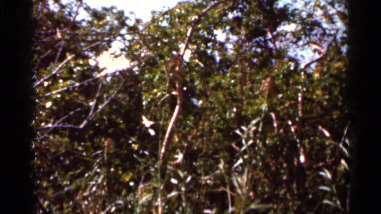 1966 Florida 8mm frame looking into dense green foliage with bright sun patches, branches, and soft home-movie focus.
