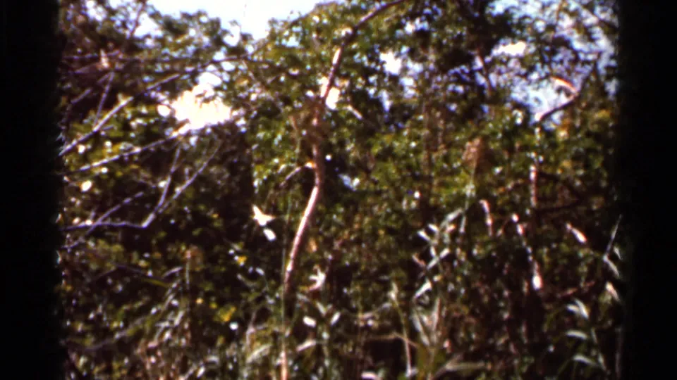 1966 Florida 8mm frame looking into dense green foliage with bright sun patches, branches, and soft home-movie focus.