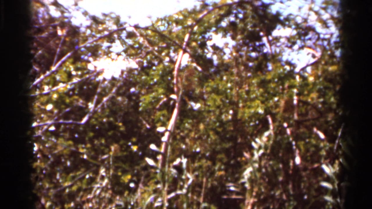 1966 Florida outdoor frame showing dense woods, tangled branches, and bright highlights through leaves on grainy 8mm film.