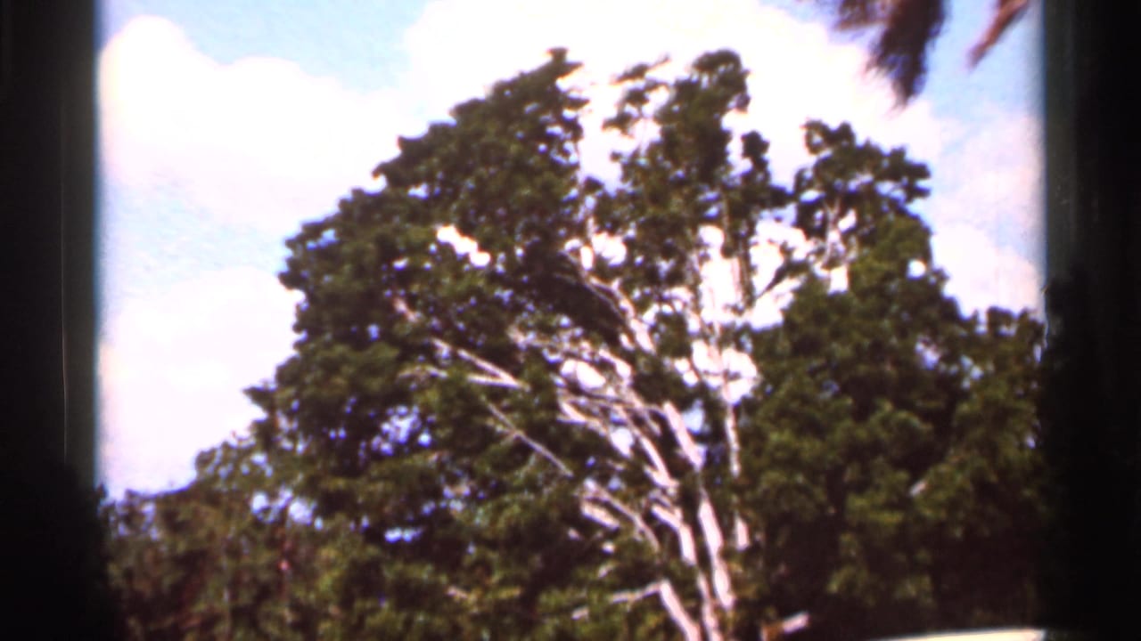 1966 Florida travel footage frame with a tall leafy tree, blue sky, scattered clouds, and 8mm border.