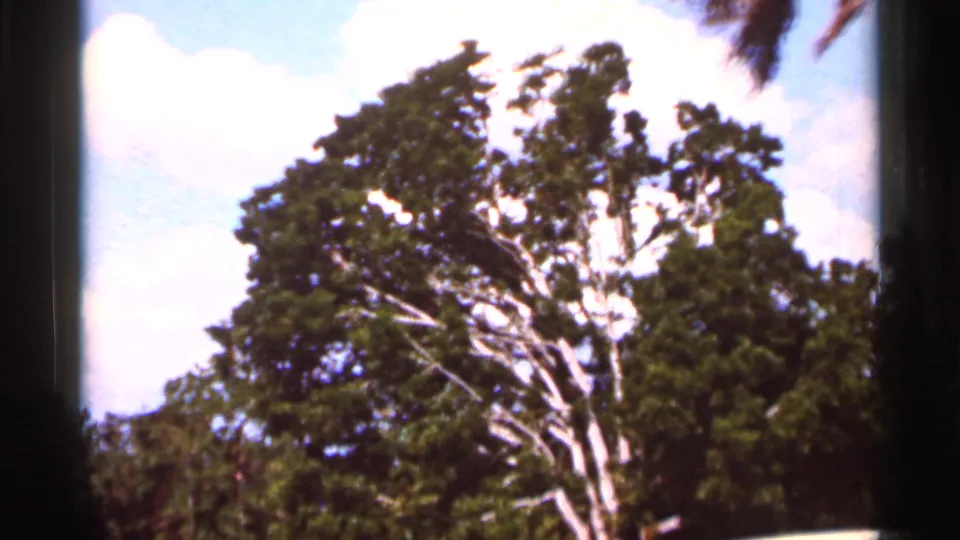1966 Florida travel footage frame with a tall leafy tree, blue sky, scattered clouds, and 8mm border.