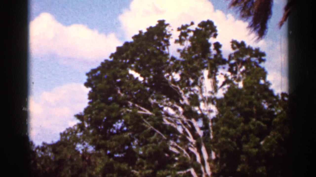 1966 Florida home-movie frame showing tropical trees beneath blue sky and soft clouds.