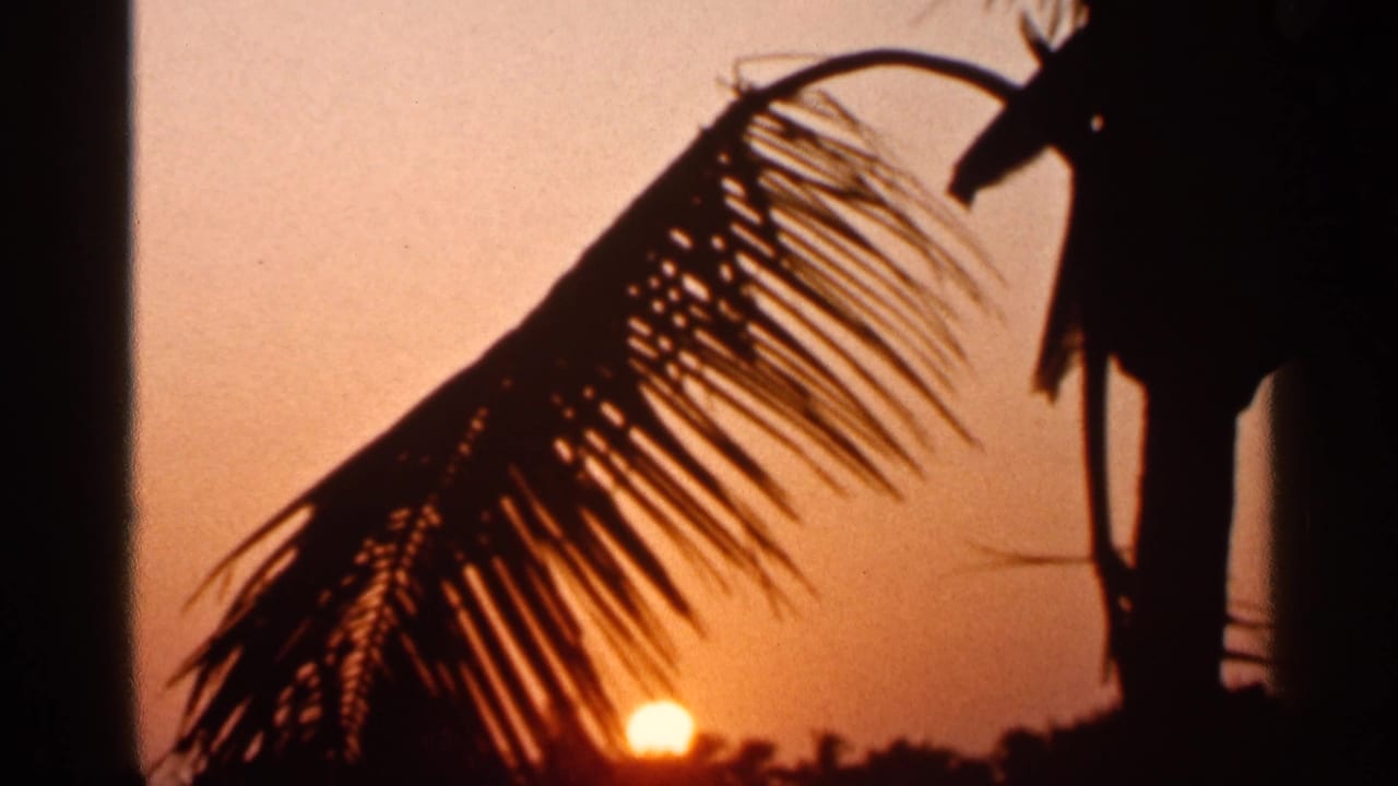1966 Florida 8mm frame with a palm frond and tree trunk in silhouette as the sun sets over water and a distant treeline.