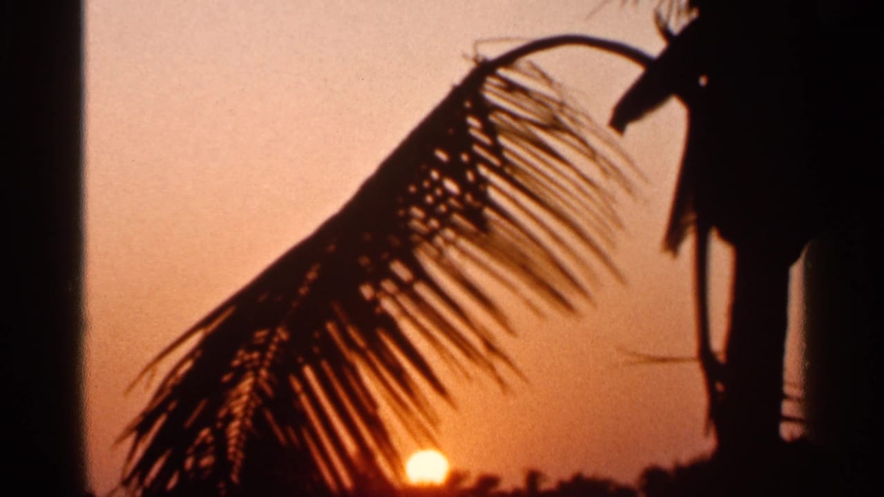 1966 Florida home-movie frame of a palm frond silhouetted against an orange sunset, with water and shoreline faintly visible below.