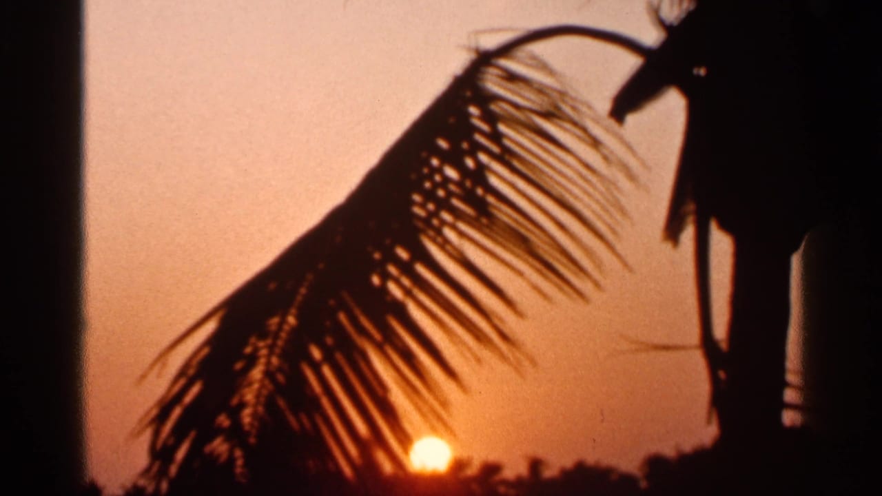 Palm fronds silhouetted against an orange beach sunset near the ocean horizon.