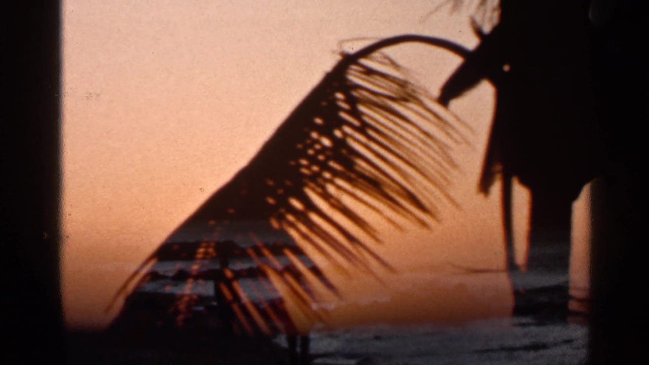1966 Florida beach view with palm silhouettes over a fading sunset and darker water beyond.