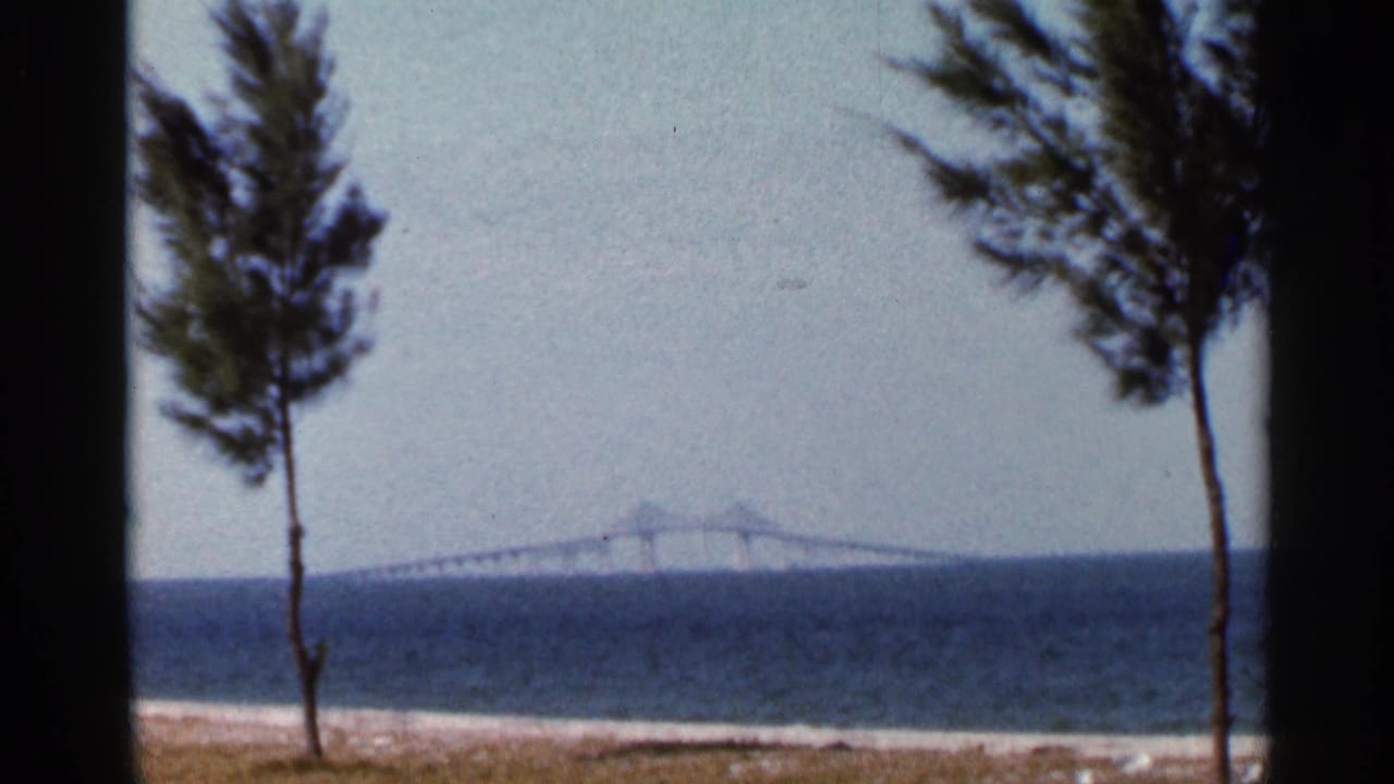 1966 Florida coastal view with tall windblown trees framing a distant bridge over Tampa Bay water.