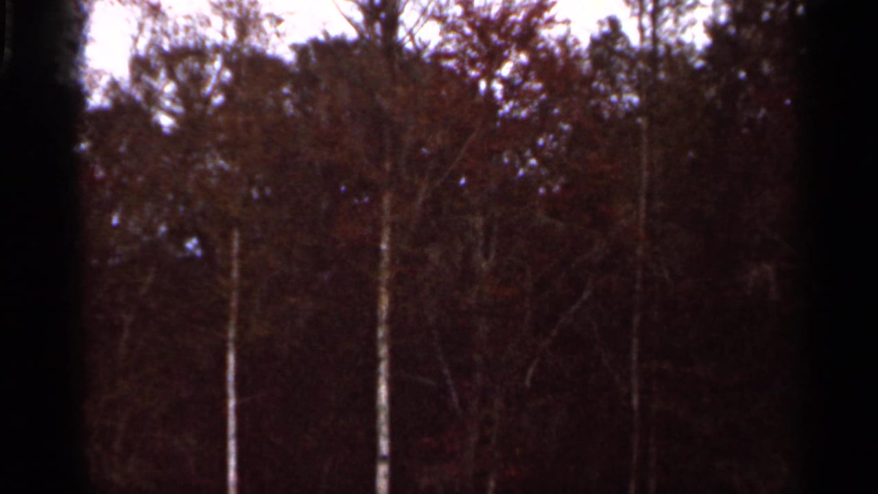 Home-movie frame from the Florida clip showing a shaded wooded area with tall trunks, sparse branches, and reddish-brown foliage.