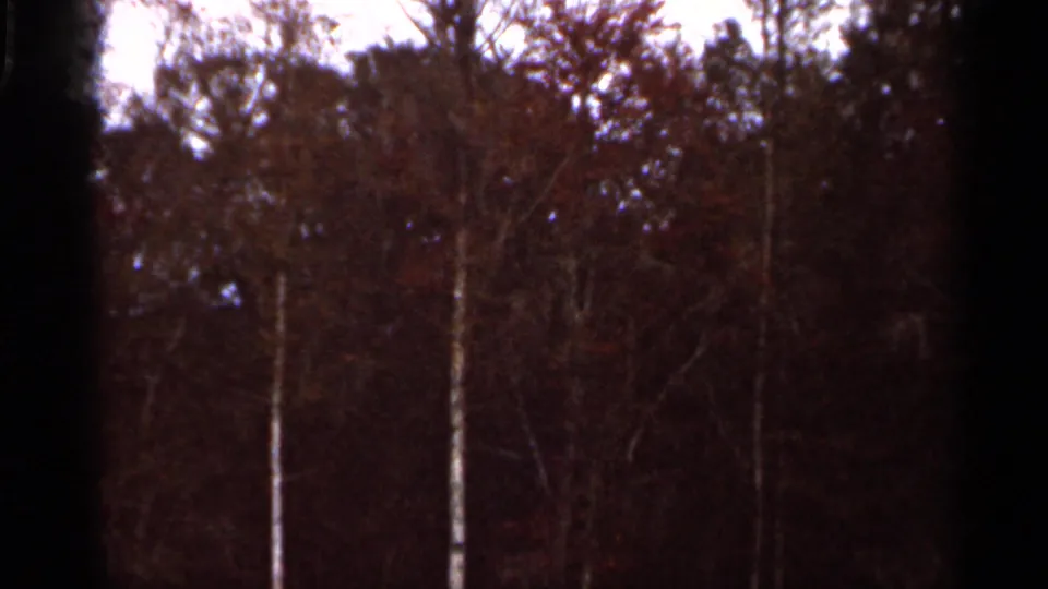 Home-movie frame from the Florida clip showing a shaded wooded area with tall trunks, sparse branches, and reddish-brown foliage.