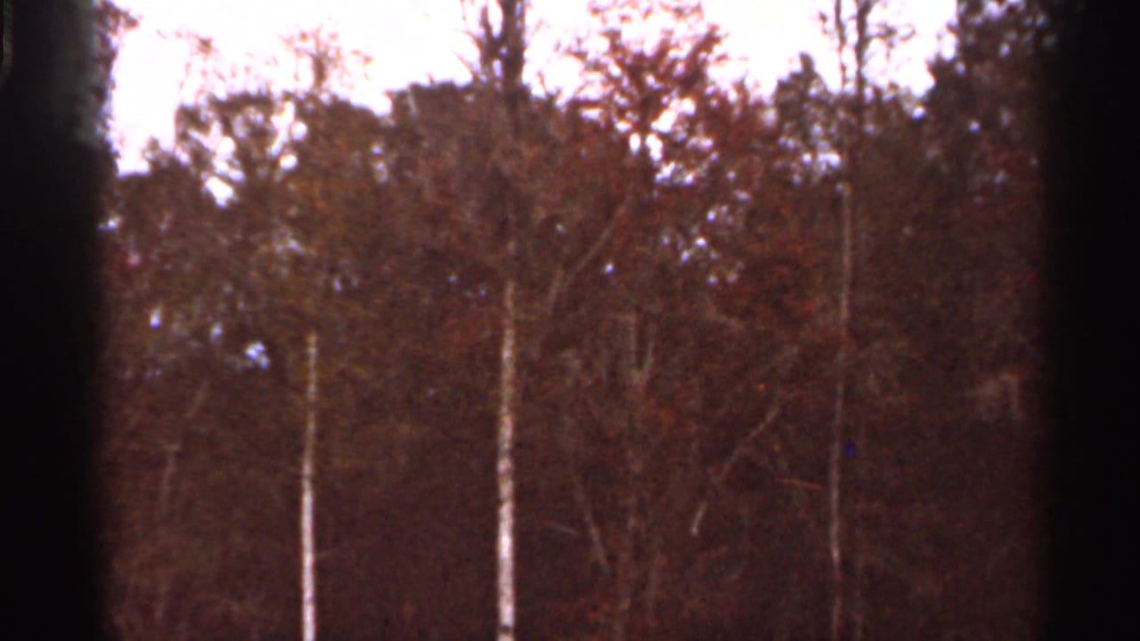 Home-movie frame from the 1966 Florida clip showing thin pale trunks, dense brown foliage, and a dark vertical film edge.