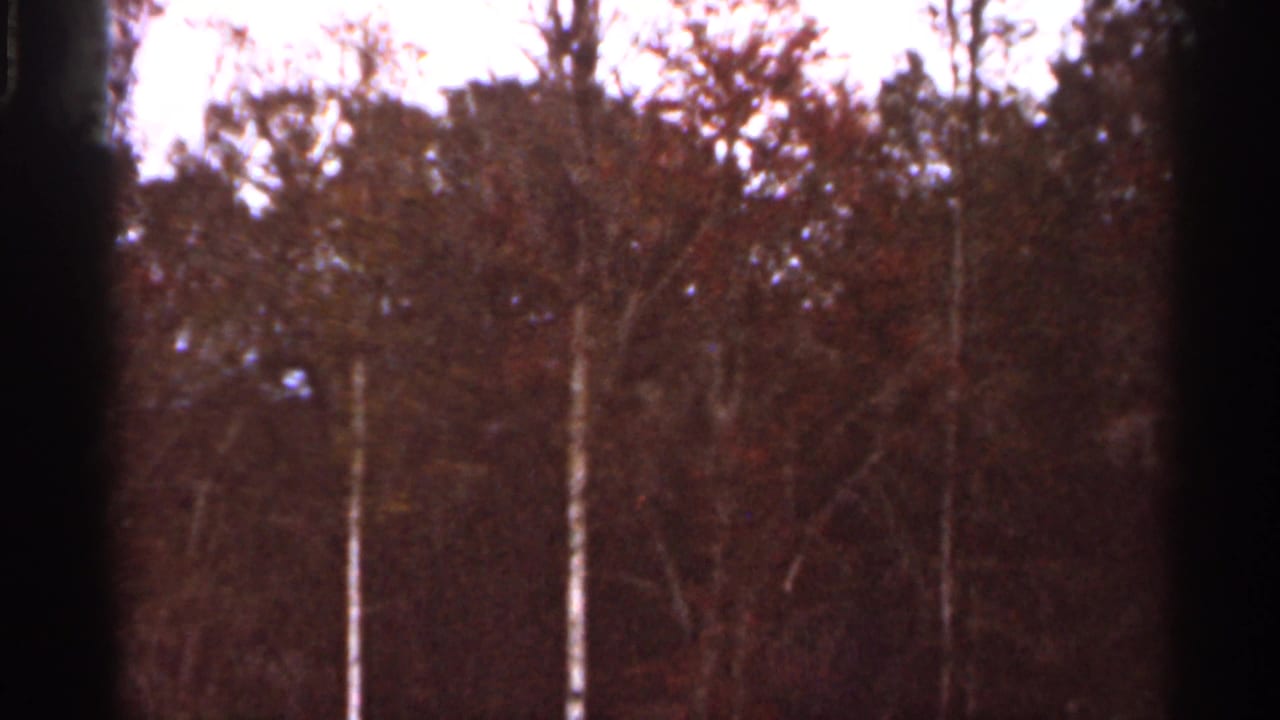 Reddish-brown trees and pale trunks under a bright sky, partly framed by dark vertical edges.