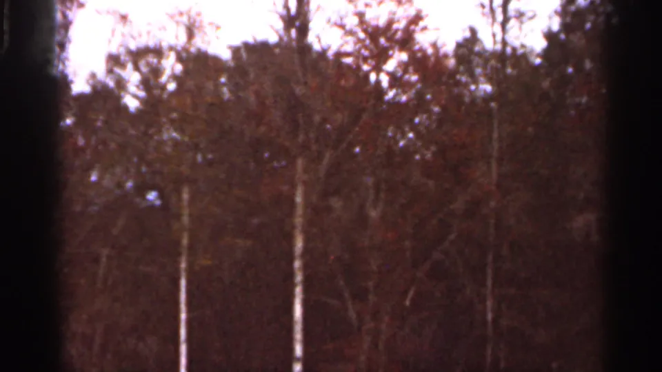 1966 Florida 8mm frame showing a dense treeline with reddish foliage, pale trunks, bright sky, and dark window-like framing.