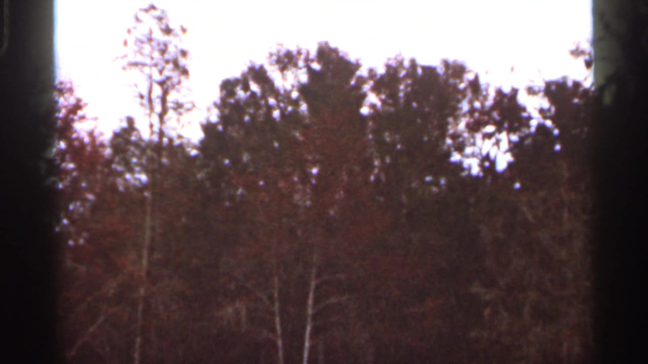 1966 Florida home-movie frame of tall trees and reddish-brown foliage, with a dark vertical band obscuring part of the view.