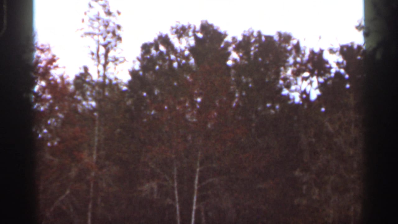 1966 Florida 8mm view of a dense wooded treeline, pale trunks, reddish foliage, bright sky, and dark edge framing.