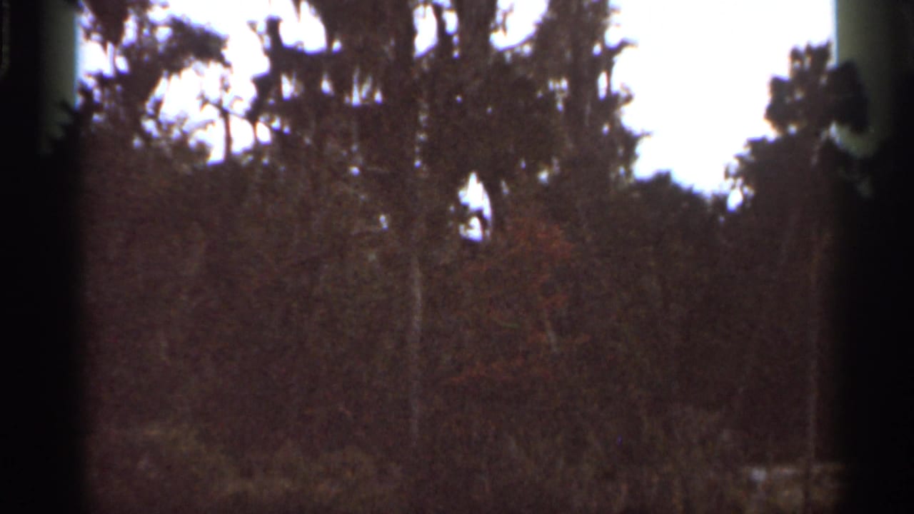 1966 Florida home-movie frame with dark tree canopy, reddish foliage, bright sky, and pronounced side framing or gate edge.