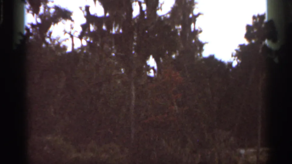 1966 Florida home-movie frame with dark tree canopy, reddish foliage, bright sky, and pronounced side framing or gate edge.
