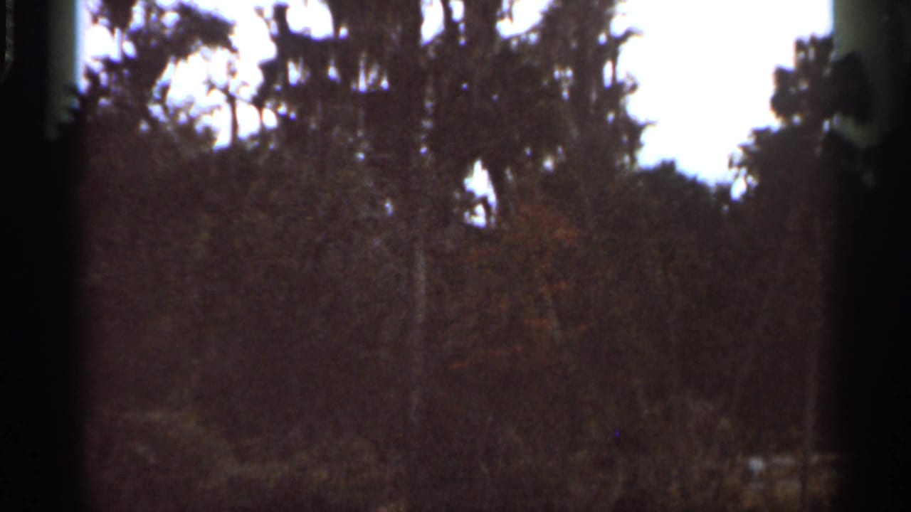 Dark-framed view of treetops and brush beneath a bright sky.