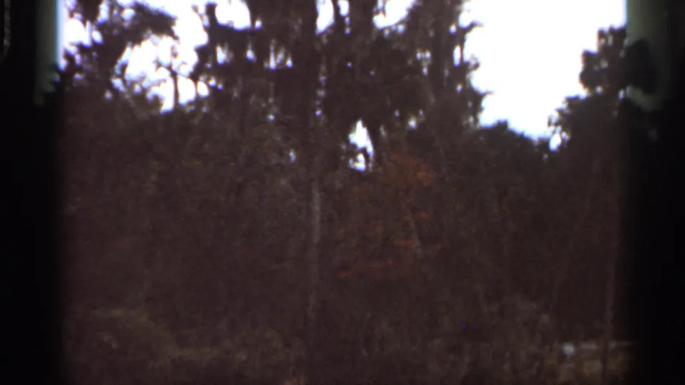 1966 Florida 8mm frame showing soft, dark treetops and brush with bright sky openings and visible film borders.