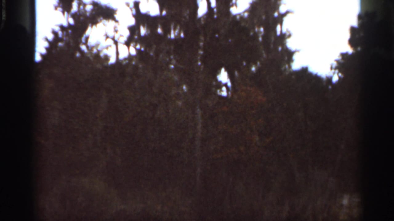 1966 Florida 8mm frame with dense canopy, reddish-brown brush, bright sky gaps, and dark gate shadows at the sides.