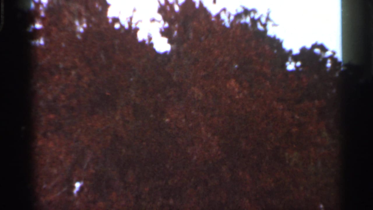 1966 Florida 8mm frame showing reddish-brown foliage beneath a darker tree line, with bright sky and soft archival texture.