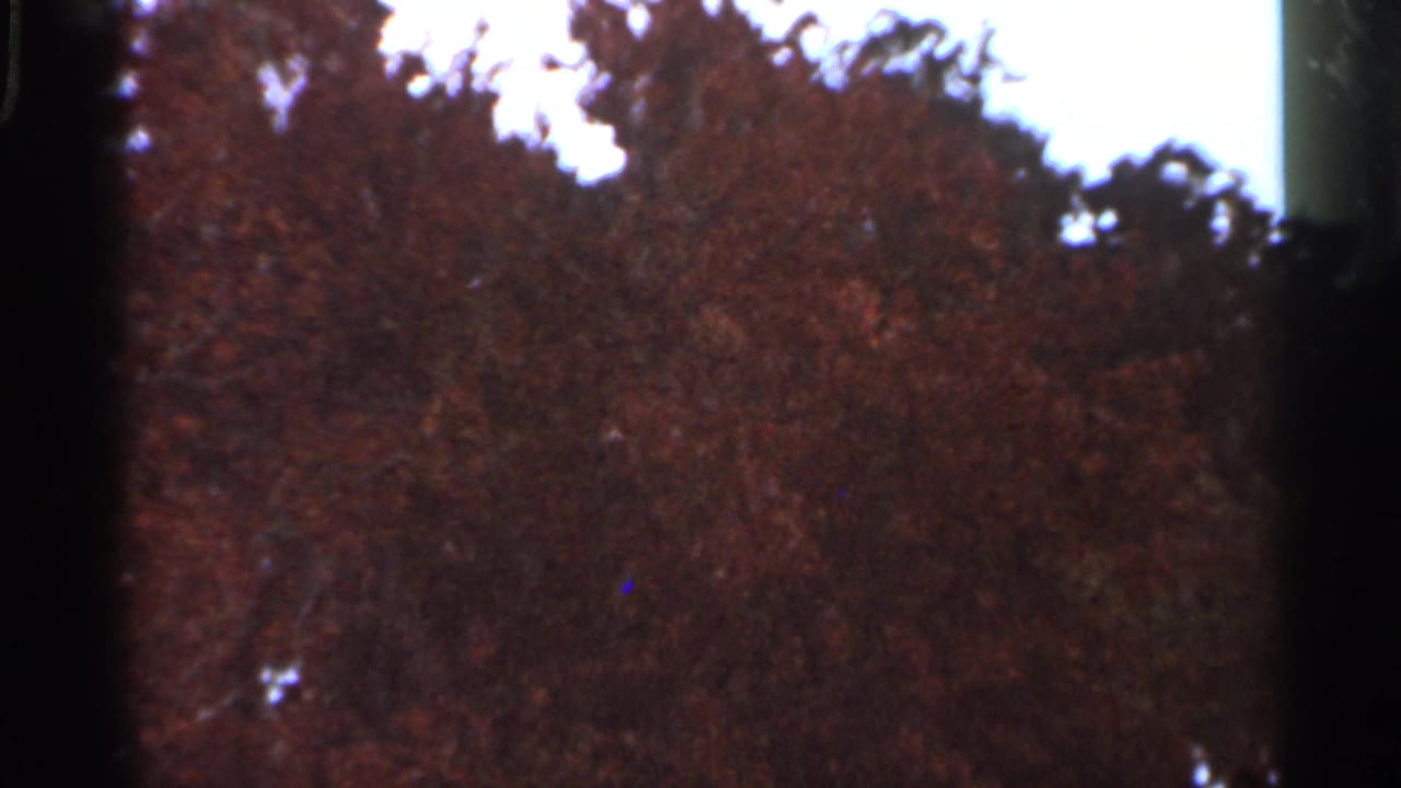1966 Florida 8mm frame with autumn-colored foliage, uneven treetop silhouettes, sky gaps, and dark edge shadows.