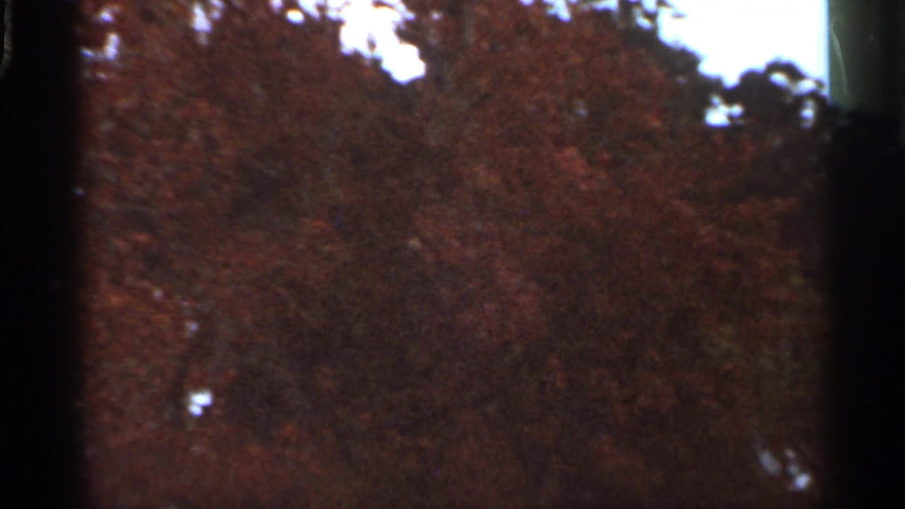 1966 Florida 8mm frame showing a soft, dark wooded treeline with red-brown foliage beneath a pale blue sky.