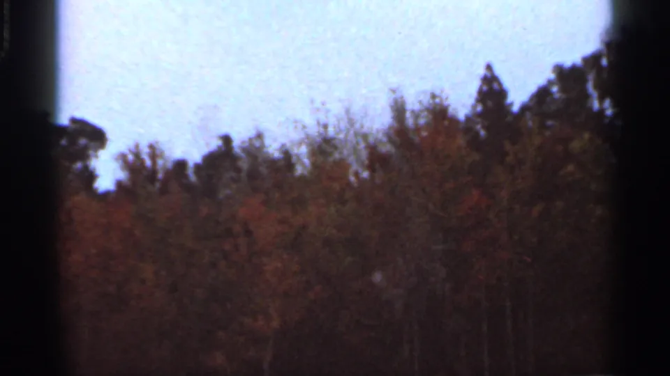 1966 Florida 8mm frame of a wooded hillside with muted autumn foliage, dark tree shapes, and visible film texture.