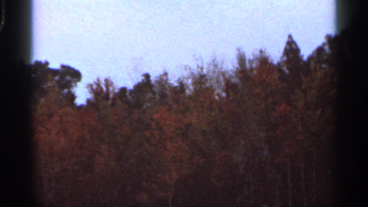 1966 Florida 8mm frame showing autumn-colored treetops, pale sky, and dark gate shadow along the frame edge.