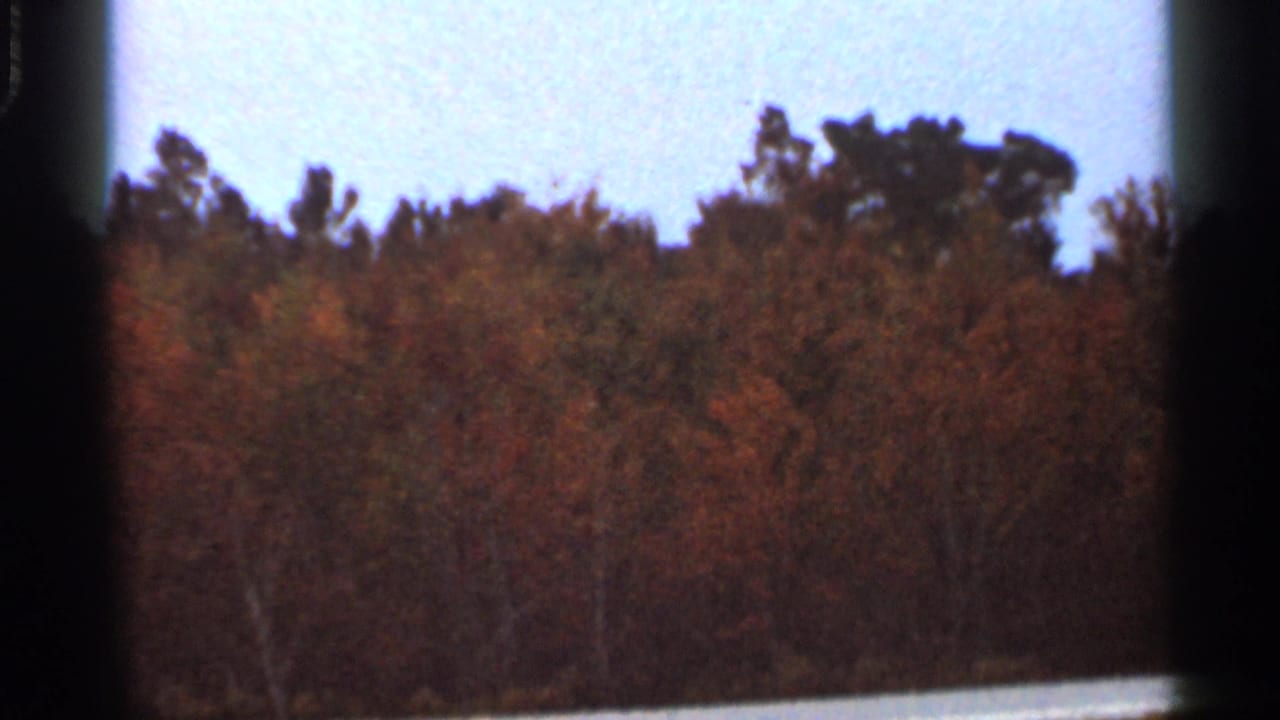 1966 Florida 8mm frame of a dense autumn forest canopy, pale sky, and a bright lower edge from the filmed scene or exposure.
