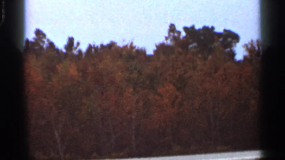 1966 Florida 8mm frame of a dense autumn forest canopy, pale sky, and a bright lower edge from the filmed scene or exposure.
