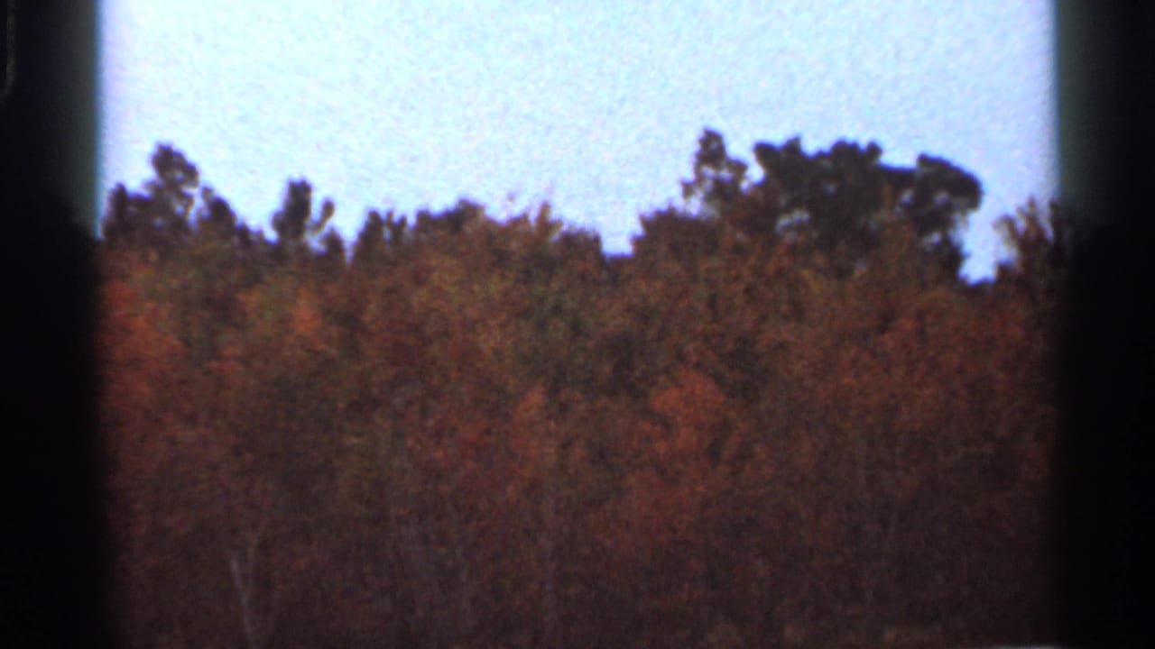 1966 Florida 8mm frame showing dense autumn-toned trees under pale blue sky, bordered by dark film gate edges.