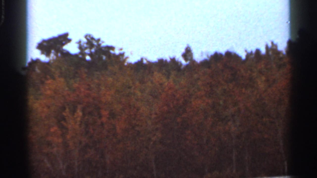 Dense treetops with orange and green foliage below a pale sky.